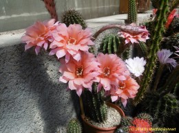 Echinopsis Hybride 007